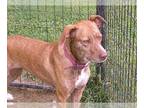 Mountain Cur Mix DOG FOR ADOPTION RGADN-1219246 - Dolly - Mountain Cur / Mixed