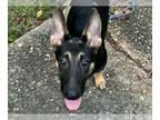 German Shepherd Dog DOG FOR ADOPTION RGADN-1366779 - Liberty - German Shepherd