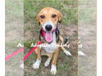 Beagle DOG FOR ADOPTION RGADN-1366836 - Bocephus - Beagle Dog For Adoption