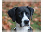 Pointer-Treeing Walker Coonhound Mix DOG FOR ADOPTION RGADN-1366916 - Poppy -