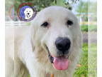 Great Pyrenees DOG FOR ADOPTION RGADN-1366963 - Adam - Great Pyrenees (long