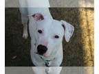 American Pit Bull Terrier Mix DOG FOR ADOPTION RGADN-1367015 - Flower - American