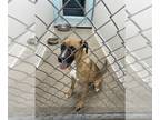 Labrador Retriever Mix DOG FOR ADOPTION RGADN-1367131 - A072894 - Labrador