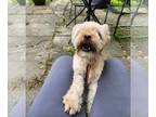 Lhasa Apso Mix DOG FOR ADOPTION RGADN-1367203 - LUCKY - Lhasa Apso / Mixed