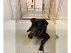 Great Dane Mix DOG FOR ADOPTION RGADN-1367298 - ZOEY - Great Dane / Mixed