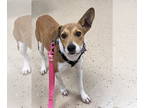 Beagle Mix DOG FOR ADOPTION RGADN-1367472 - Chloe - Beagle / Terrier / Mixed Dog