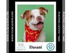 Boston Terrier Mix DOG FOR ADOPTION RGADN-1367499 - Dasani 090724 - Boston