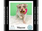 Mix DOG FOR ADOPTION RGADN-1367504 - Maycee (Cee Cee Girls) 090724 - Miniature