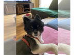 Pomeranian Mix DOG FOR ADOPTION RGADN-1367512 - Bodi - Pomeranian / Mixed Dog