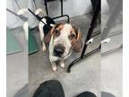 Beagle Mix DOG FOR ADOPTION RGADN-1367551 - MIXIN - Beagle / Mixed (medium coat)