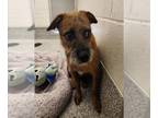 Border Terrier DOG FOR ADOPTION RGADN-1367716 - MOCHA - Border Terrier (medium