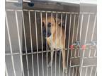 German Shepherd Dog Mix DOG FOR ADOPTION RGADN-1367728 - NATE - German Shepherd