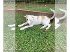 Australian Shepherd Mix DOG FOR ADOPTION RGADN-1367825 - Dolly (jh) - Australian