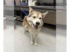 Mix DOG FOR ADOPTION RGADN-1367836 - MAMA - Husky (medium coat) Dog For