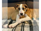 Boxer Mix DOG FOR ADOPTION RGADN-1367906 - VALDOSTA - Boxer / Hound / Mixed