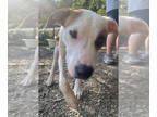 Boxer Mix DOG FOR ADOPTION RGADN-1367955 - Boo Boo - Boxer / Mixed Dog For