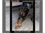 Rotterman DOG FOR ADOPTION RGADN-1367961 - Saber - Doberman Pinscher /