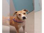 Beagle Mix DOG FOR ADOPTION RGADN-1368038 - TAMMY - Beagle / Mixed (medium coat)