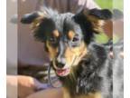 Australian Shepherd DOG FOR ADOPTION RGADN-1368177 - Sadie - Australian Shepherd