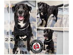 Labrador Retriever Mix DOG FOR ADOPTION RGADN-1368180 - Buddy - Labrador