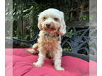 Maltipoo DOG FOR ADOPTION RGADN-1368324 - Sandra Dee - Poodle (Miniature) /