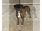 Boxer DOG FOR ADOPTION RGADN-1368443 - Cripes - Boxer Dog For Adoption