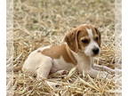 Beagle DOG FOR ADOPTION RGADN-1368469 - Scout - Beagle Dog For Adoption