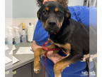 Rottweiler Mix DOG FOR ADOPTION RGADN-1368529 - Lilah - Rottweiler / Shepherd /