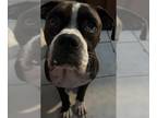 Boxer DOG FOR ADOPTION RGADN-1368700 - MANDO - Boxer (medium coat) Dog For