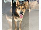 German Shepherd Dog Mix DOG FOR ADOPTION RGADN-1369063 - Wylie - German Shepherd