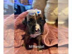 Boxer DOG FOR ADOPTION RGADN-1369398 - Randall - Becca Puppy - Boxer Dog For