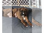 Boxer DOG FOR ADOPTION RGADN-1369399 - Beth - Becca Puppy - Boxer Dog For