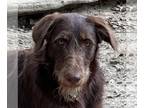 Chocolate Labrador retriever-Poodle (Miniature) Mix DOG FOR ADOPTION