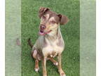 Doberman Pinscher-Mountain Cur Mix DOG FOR ADOPTION RGADN-1369760 - Nala Athens