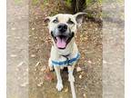 Black Mouth Cur DOG FOR ADOPTION RGADN-1369844 - MAC - Black Mouth Cur (medium