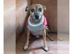 Miniature Pinscher Mix DOG FOR ADOPTION RGADN-1370053 - Banana TX - Miniature