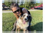 Australian Shepherd DOG FOR ADOPTION RGADN-1370095 - River - Australian Shepherd