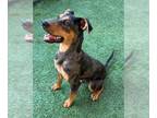 Doberman Pinscher Mix DOG FOR ADOPTION RGADN-1370156 - ROCCO - Doberman Pinscher