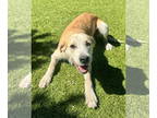 Golden Labrador DOG FOR ADOPTION RGADN-1370294 - Slim - Golden Retriever /