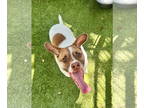 Jack Russell Terrier Mix DOG FOR ADOPTION RGADN-1370327 - Meade - Jack Russell