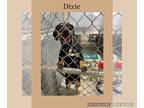 Catahoula Leopard Dog Mix DOG FOR ADOPTION RGADN-1370683 - Dixie - Catahoula