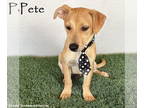 Dachshund-Labrador Retriever Mix DOG FOR ADOPTION RGADN-1370721 - Pete -