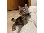 Apollo24, Domestic Shorthair For Adoption In Milwaukee, Wisconsin