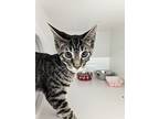 James, Domestic Shorthair For Adoption In Dearborn, Michigan