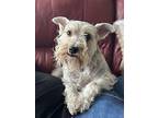 Maggie, Schnauzer (standard) For Adoption In San Ysidro, California