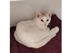 Ander & Martina, Domestic Shorthair For Adoption In Medfield, Massachusetts