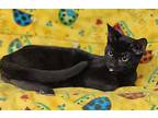 Berry, Domestic Shorthair For Adoption In Talladega, Alabama