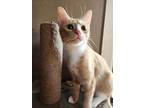 Honeycrisp, Domestic Shorthair For Adoption In Dallas, Texas