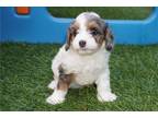 Cavapoo Puppy for sale in South Bend, IN, USA