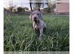 Weimaraner PUPPY FOR SALE ADN-829955 - Puppies 9 weeks old